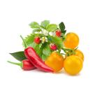 Набор картриджей для умного сада Click and Grow «Фруктово-овощной микс» (комплект — перец чили, жёлтый помидор, земляника)