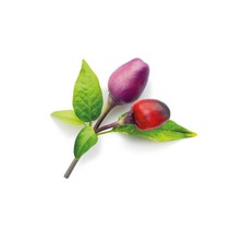 Набор картриджей для умного сада Click and Grow «Пурпурный чили» (комплект — 3 шт.)