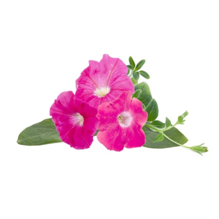 Комплект картриджей для умного сада Click and Grow «Петуния розовая» (3 штуки)