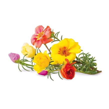 Комплект картриджей для умного сада Click and Grow «Портулак крупноцветковый» (3 штуки)