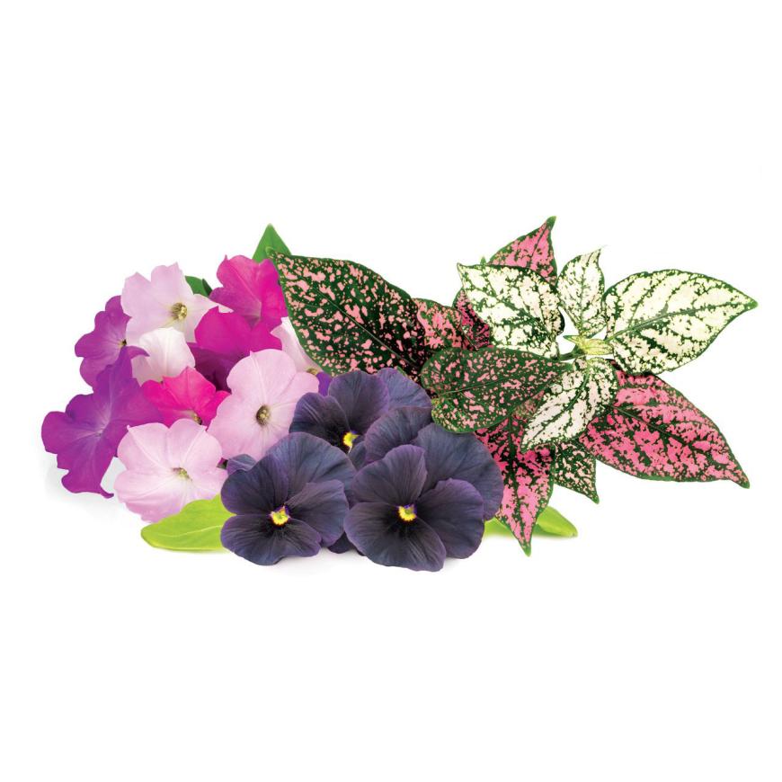 Набор картриджей для умного сада Click and Grow «Цветочный микс» (комплект — петуния, анютины глазки, гипоэстес)